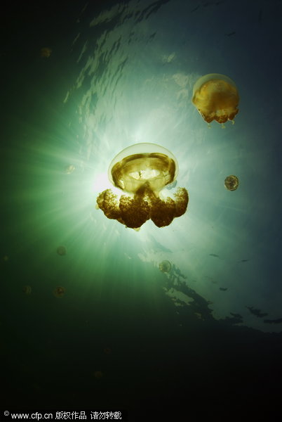 US Navy oceanographer John Bleidorn spends his spare time diving and taking pictures. John photographed the millions of jellyfish in the appropriately named Jellyfish Lake in Palau. The Golden Jellyfish have evolved seperately from their ocean dwelling cousins and have lost most of their sting. [CFP] 