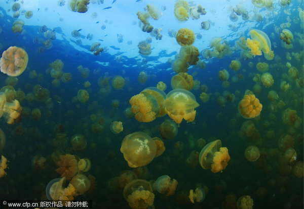 US Navy oceanographer John Bleidorn spends his spare time diving and taking pictures. John photographed the millions of jellyfish in the appropriately named Jellyfish Lake in Palau. The Golden Jellyfish have evolved seperately from their ocean dwelling cousins and have lost most of their sting. [CFP] 