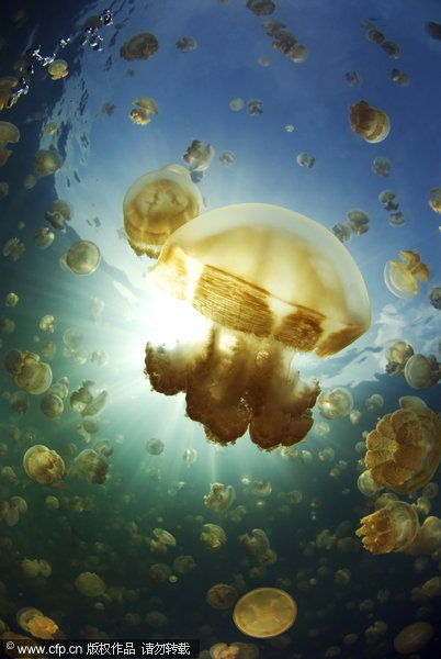 US Navy oceanographer John Bleidorn spends his spare time diving and taking pictures. John photographed the millions of jellyfish in the appropriately named Jellyfish Lake in Palau. The Golden Jellyfish have evolved seperately from their ocean dwelling cousins and have lost most of their sting. [CFP] 