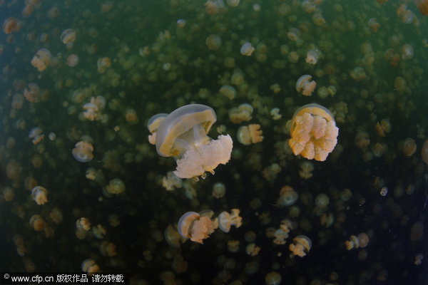 US Navy oceanographer John Bleidorn spends his spare time diving and taking pictures. John photographed the millions of jellyfish in the appropriately named Jellyfish Lake in Palau. The Golden Jellyfish have evolved seperately from their ocean dwelling cousins and have lost most of their sting. [CFP] 