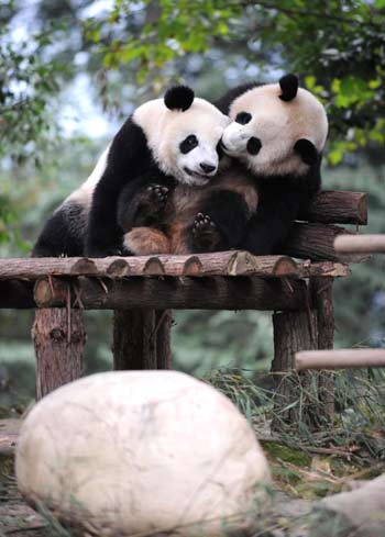 Giant pandas play at the Ya'an base of the China Giant Panda Protection and Research Center in southwest China's Sichuan Province, Oct. 21, 2009. A total of 10 giant pandas from the Ya'an base will be brought to Shanghai and put on display during the 2010 Shanghai World Expo. [Xinhua] 