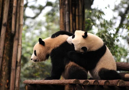 Giant pandas play at the Ya'an base of the China Giant Panda Protection and Research Center in southwest China's Sichuan Province, Oct. 21, 2009. A total of 10 giant pandas from the Ya'an base will be brought to Shanghai and put on display during the 2010 Shanghai World Expo. [Xinhua]