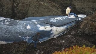 This photo provided by Larry R. Wagner shows a 70-foot female blue whale, that officials believe was struck by a ship, washed ashore on the Northern California coast Tuesday, Oct. 20, 2009, near Fort Bragg, Calif. [Agencies] 