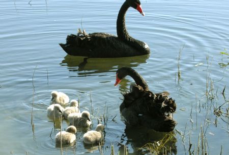 Six 3-day-old black swans look for food with their parents on a lake in the Park of the Ruins of the Yuanmingyuan(Garden of Ten Thousand Gardens) in Beijing October 19, 2009. Six young black swans were born on October 17 and 18 to two adult black swans in the park. The two adult black swans came and settled in the park in February 2008 and have given birth to 24 young black swans in the park since then. The young black swans will become black as they grow up.(Dong Yaowu/Xinhua) 