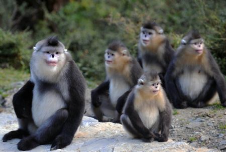 Cute black snub-nosed monkey in SW China - China.org.cn