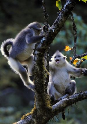 Black snub-nosed monkeys are pictured in the Baima Snow Mountain State Nature Reserve in Weixi, southwest China's Yunnan Province, Oct. 22, 2009. [Xinhua]