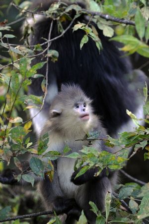 Black snub-nosed monkeys are pictured in the Baima Snow Mountain State Nature Reserve in Weixi, southwest China's Yunnan Province, Oct. 22, 2009. [Xinhua]
