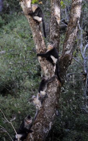 Black snub-nosed monkeys are pictured in the Baima Snow Mountain State Nature Reserve in Weixi, southwest China's Yunnan Province, Oct. 22, 2009. [Xinhua]