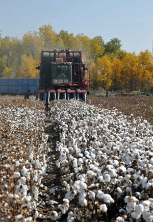 Farmers pick cotton in the field in Korla, west China's Xinjiang Autonomous Region, Oct. 22, 2009. [Xinhua]