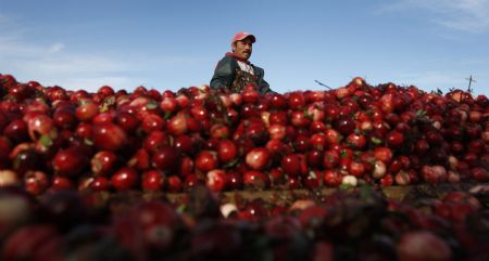 A worker harvests cranberries at the Atoka farm in Manseau October 21, 2009. Atoka and its sister company Bieler Cranberries operate the largest single-site cranberry farm in the world, according to their owner Jean-Francois Bieler, and the companies are expected to produce more than 25 million pounds of cranberries in 2009.[Xinhua/Reuters]