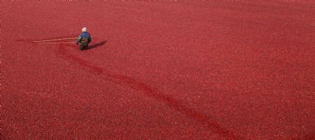 A worker harvests cranberries at the Atoka farm in Manseau October 21, 2009.[Xinhua/Reuters]