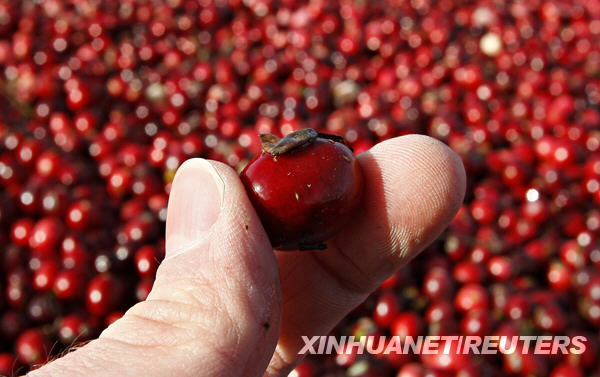 A worker harvests cranberries at the Atoka farm in Manseau October 21, 2009.[Xinhua/Reuters]