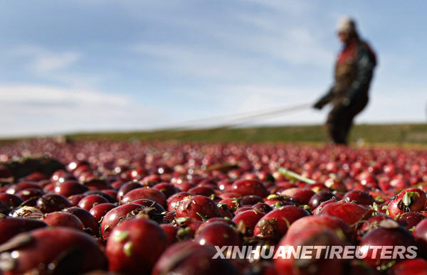 A worker harvests cranberries at the Atoka farm in Manseau October 21, 2009.[Xinhua/Reuters]