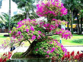 Bougainvilleas[CRI]