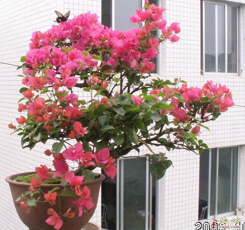 Bougainvilleas [cnjxl.com]