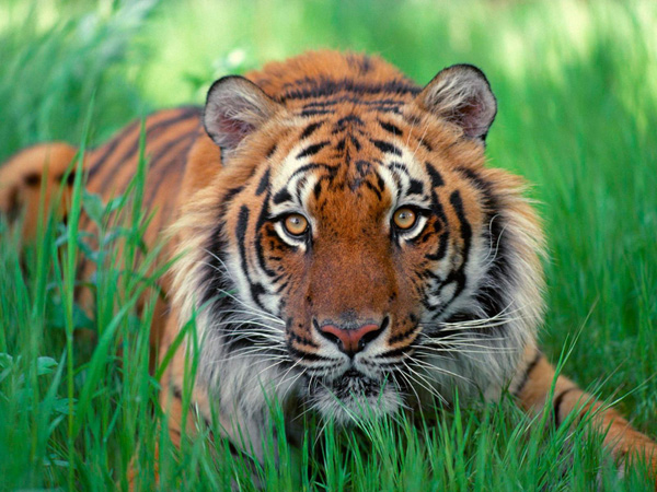 Sumatran tigers [File photo]