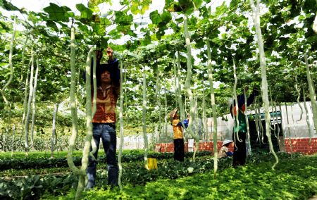 An employee checks the growth of the plants at Guangxi Modern Agricultural Science and Technology Demonstration Zone in Nanning, capital of southwest China's Guangxi Zhuang Autonomous Region, on Oct. 23, 2009. The demonstration zone, originally built in March, 1999, now has become a presentation platform of the development of Guangxi modern agriculture to the whole world. (Xinhua/Zhang Ailin)