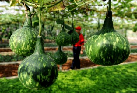 Photo taken on Oct. 23, 2009 shows new variety plants at Guangxi Modern Agricultural Science and Technology Demonstration Zone, in Nanning, capital of southwest China's Guangxi Zhuang Autonomous Region.(Xinhua/Zhang Ailin)