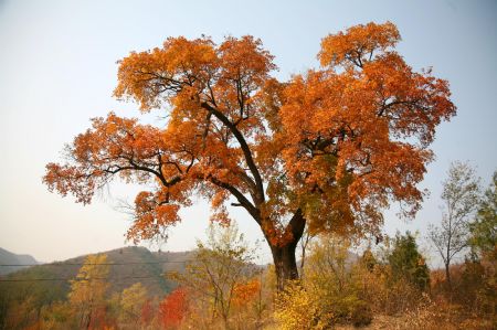 Photo taken on Oct. 24, 2009 shows the idyllic autumn scenery in the mountain area of Huairou District, the outskirt of Beijing, China. (Xinhua/Pu Xiangdong)