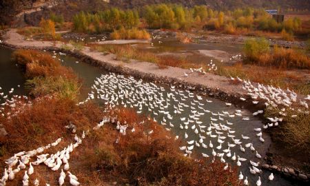 Photo taken on Oct. 24, 2009 shows the idyllic autumn scenery in the mountain area of Huairou District, the outskirt of Beijing, China. (Xinhua/Pu Xiangdong)