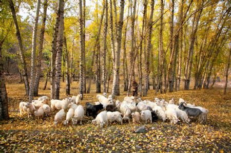 Photo taken on Oct. 24, 2009 shows the idyllic autumn scenery in the mountain area of Huairou District, the outskirt of Beijing, China. (Xinhua/Pu Xiangdong)