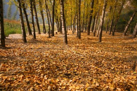 Photo taken on Oct. 24, 2009 shows the idyllic autumn scenery in the mountain area of Huairou District, the outskirt of Beijing, China. (Xinhua/Pu Xiangdong)