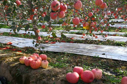 Silver reflective lining covers the ground of an apple orchard in Luochuan, Shaanxi Province. [Photo: CRIENGLISH.com] 