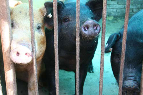 Pigs raised on land alongside an orchard in Luochuan, Shaanxi Province, provide organic fertilizer for the apple trees. [Photo: CRIENGLISH.com]