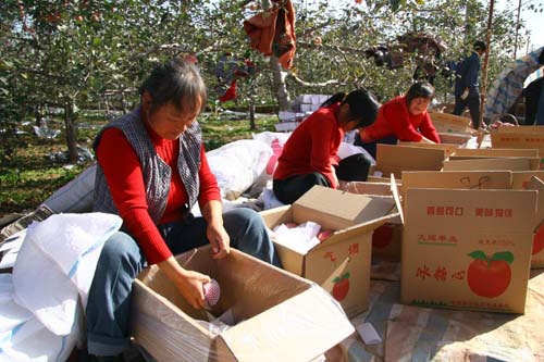 Workers from a neighboring county package apples at an orchard in Luochuan, Shaanxi Province. [Photo: CRIENGLISH.com] 