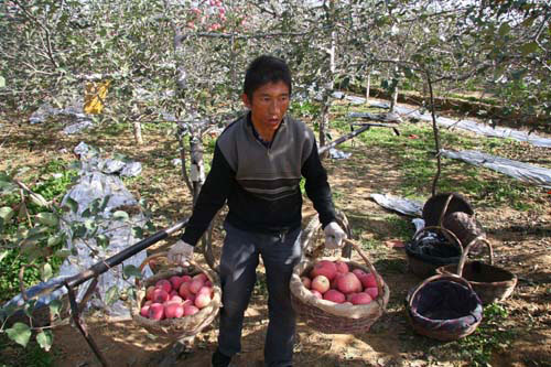 A farmer carries baskets of apples to be sorted at an orchard in Luochuan, Shaanxi Province. [Photo: CRIENGLISH.com] 