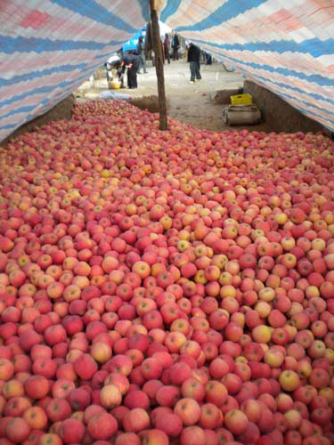 A pile of hundreds of picked apples wait to be sorted and packaged in Luochuan, Shaanxi Province. [Photo: CRIENGLISH.com]