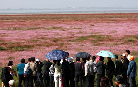 Flocks of visitors enjoy the charming autumn scenery of expansive everglade by Poyang Lake, the largest fresh water lake of the country, at Wucheng Town, Yongxiu County, east China's Jiangxi Province, Oct. 24, 2009. Local ecological ambience keeps on ameliorating thanks to serial effective measures on grazing forbidden, restoration of reclaimed farmland, etc. (Xinhua/Yan Ping)