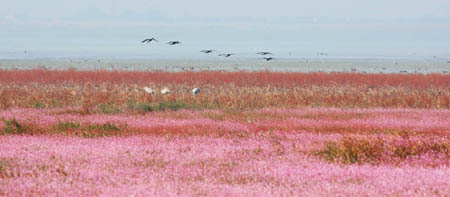 Photo taken on Oct. 24, 2009 shows the charming autumn scenery of a bevy of birds flying over the expansive everglade by Poyang Lake, the largest fresh water lake of the country, at Wucheng Town, Yongxiu County, east China's Jiangxi Province. Local ecological ambience keeps on ameliorating thanks to serial effective measures on grazing forbidden, restoration of reclaimed farmland, etc. (Xinhua/Yan Ping)