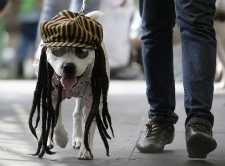 A dog dressed as a Rastafarian participates in the Family Pet Festival in Cali October 25, 2009.(Xinhua/Reuters Photo)