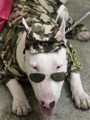 A dog dressed in military fatigues participates in the Family Pet Festival in Cali October 25, 2009.