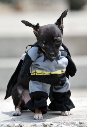 A dog dressed as Batman participates in the Family Pet festival in Cali, department of Valle del Cauca, Colombia.(Xinhua/AFP Photo)