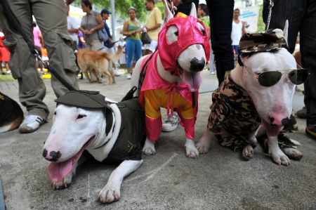 Dogs(L-R) dressed as policeman, wrestler and military fatigues participate in the Family Pet festival in Cali, department of Valle del Cauca, Colombia.(Xinhua/AFP Photo)