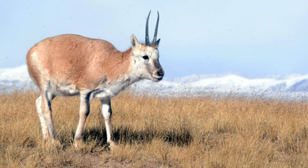 A male Tibetan antelope walks at the Hoh Xil Nature Reserve in northwest China's Qinghai Province, Oct. 24, 2009. The Nature Reserve, in the hinterland of the Qinghai-Tibet Plateau, covers 45,000 square kilometres with an average altitude of 4,500 meters. The groups and population of wild animals including Tibetan antelope increased year by year in Hoh Xil thanks to the anti-poaching efforts in recent years. (Hou Deqiang/Xinhua)