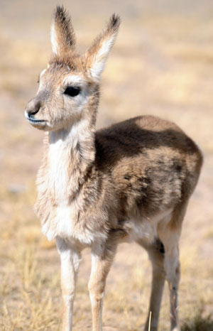 A young Tibetan antelope stands at the Hoh Xil Nature Reserve in northwest China's Qinghai Province, Oct. 24, 2009.(Hou Deqiang/Xinhua)