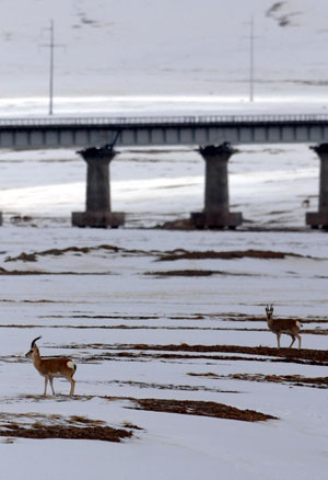 Two Tibetan antelopes stand near a railway bridge at the Hoh Xil Nature Reserve in northwest China's Qinghai Province, Oct. 24, 2009. (Wu Guangyu/Xinhua)