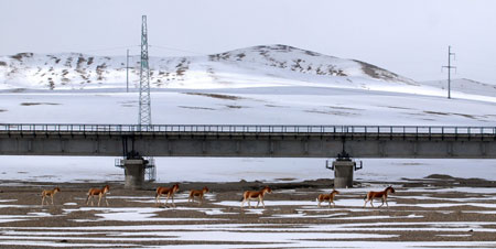 Kiangs run near a railway bridge at the Hoh Xil Nature Reserve in northwest China's Qinghai Province, Oct. 24, 2009. (Wu Guangyu/Xinhua)