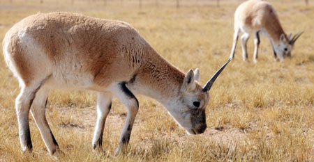 Tibetan antelopes look for food at the Hoh Xil Nature Reserve in northwest China's Qinghai Province, Oct. 24, 2009. (Hou Deqiang/Xinhua)