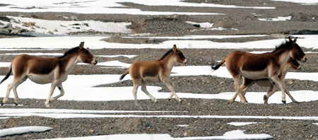 Kiangs run on the river beach at the Hoh Xil Nature Reserve in northwest China's Qinghai Province, Oct. 24, 2009. (Hou Deqiang/Xinhua) 