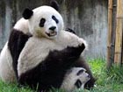 Panda couple in Taipei Zoo get set to marry