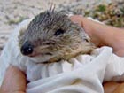 Australian native animals being saved