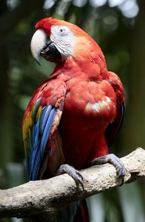 Photo taken on Oct. 26, 2009 in Costa Rica shows a macaw resting on a branch. (Xinhua/Esteban Datos)