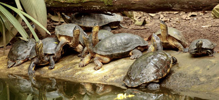 Photo taken on Oct. 26, 2009 in Costa Rica shows tortoise resting under the sunshine. (Xinhua/Esteban Datos)