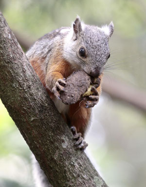 Photo taken on Oct. 26, 2009 in Costa Rica shows a squirrel resting on a branch. (Xinhua/Esteban Datos)