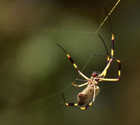 Photo taken on Oct. 26, 2009 in Costa Rica shows a spider making nets. (Xinhua/Esteban Datos)