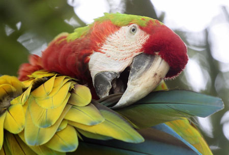 Photo taken on Oct. 26, 2009 in Costa Rica shows a macaw resting on a branch. (Xinhua/Esteban Datos)